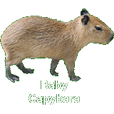 Baby Capybara
