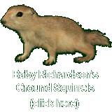 Richardson's Ground Squirrel